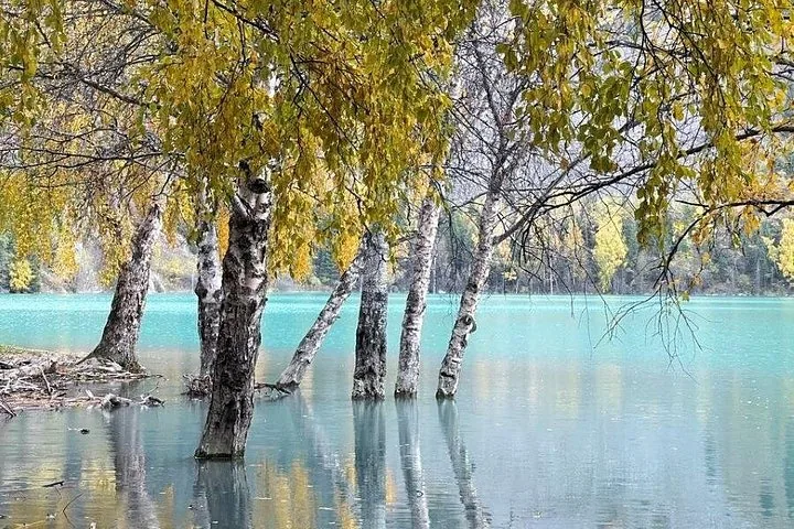 Berkenbomen die uit het turkooizen water van het Issykmeer groeien.